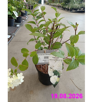 Hydrangea pan. 'Diamantino'® C 2,5 L